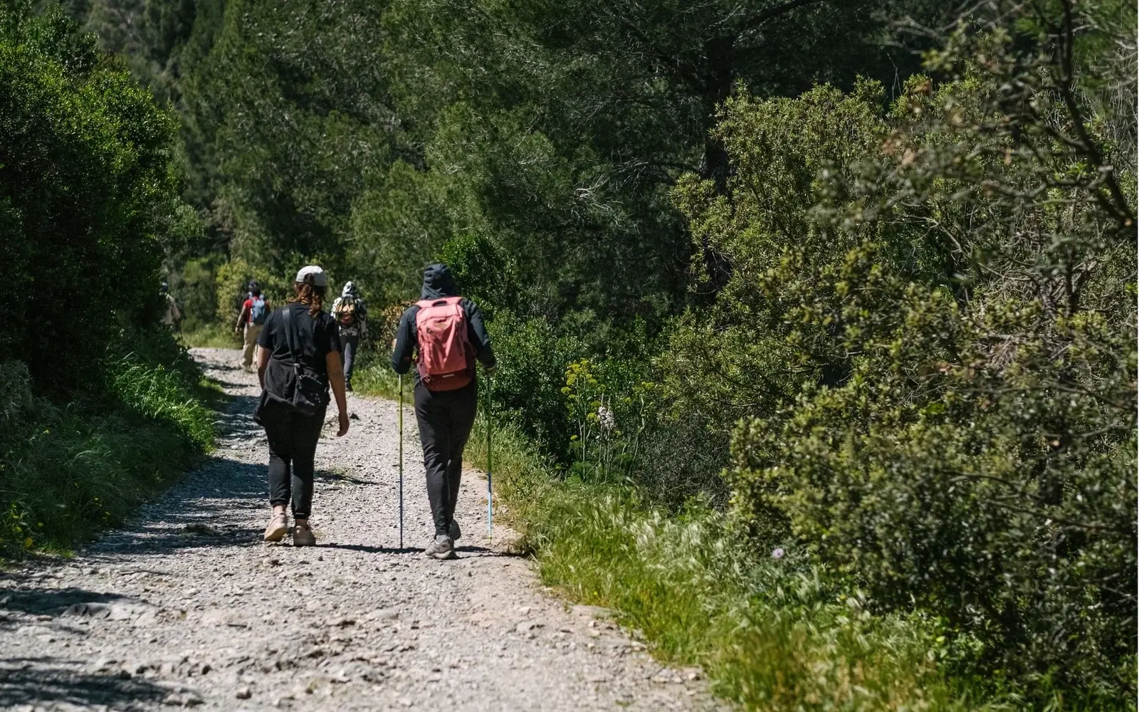 La forêt de Janas