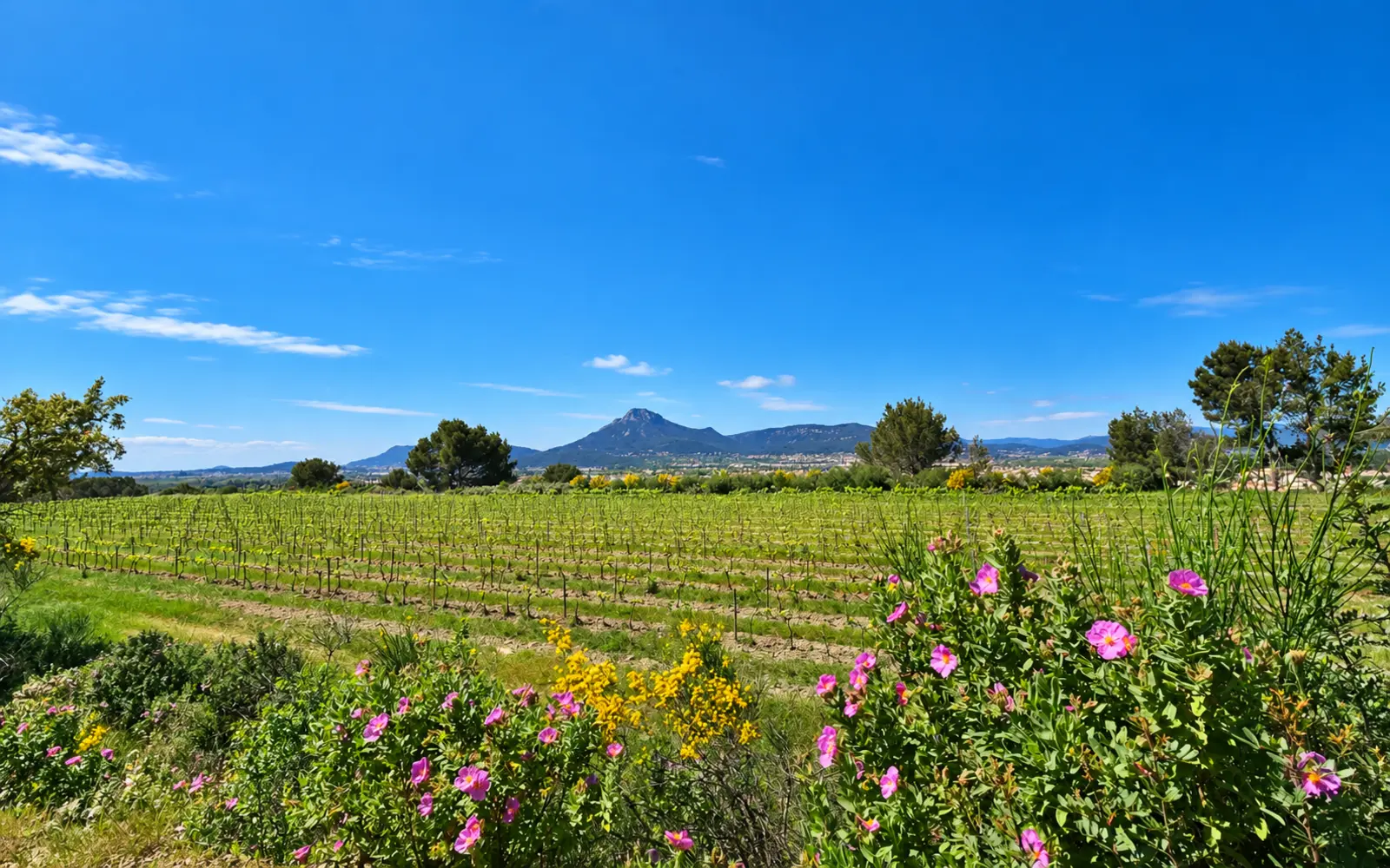 Kapelle und Berg Fenouillet