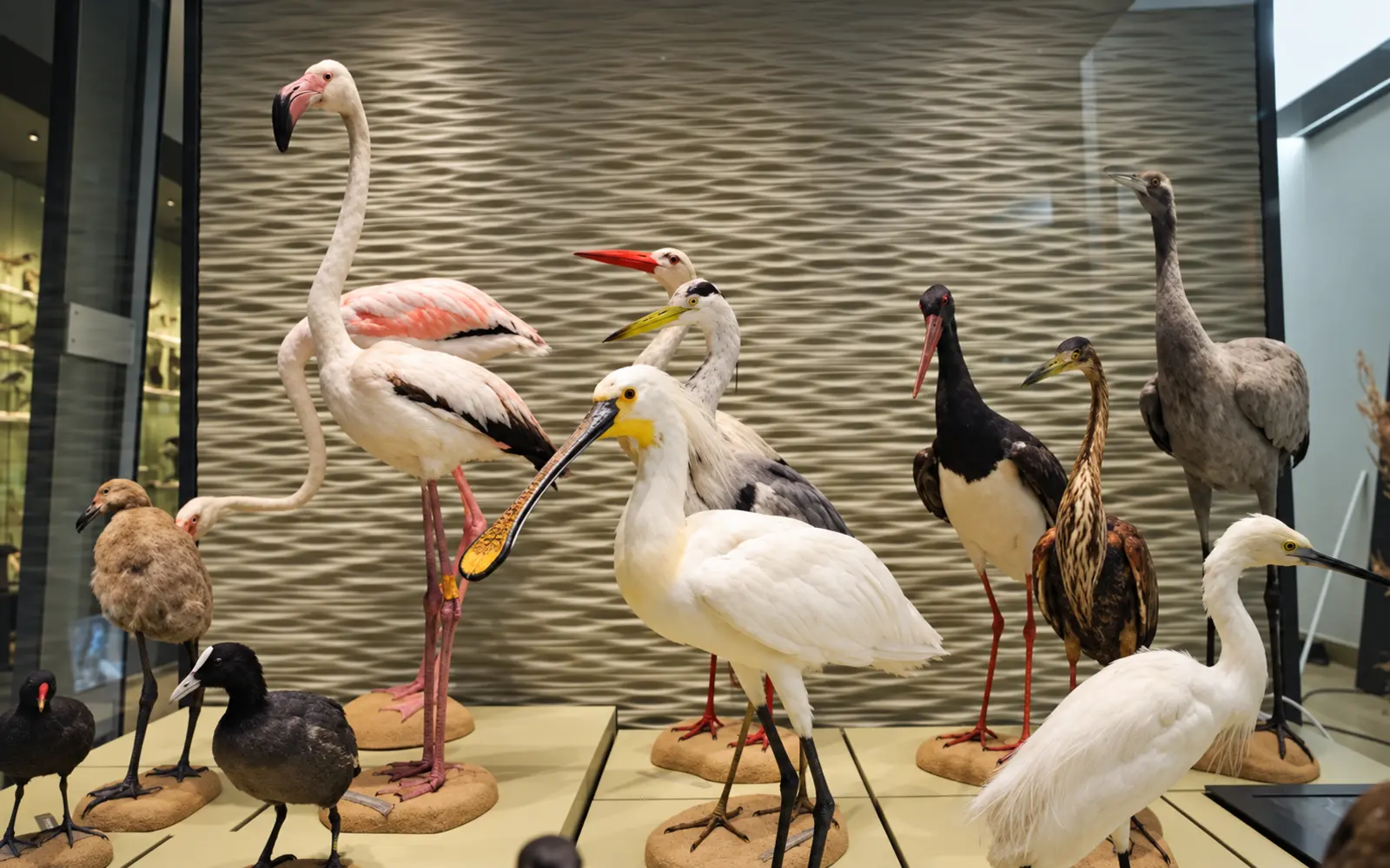 Le Muséum du Var : fermeture pour travaux